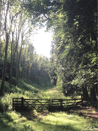 Woodland path to a field gate