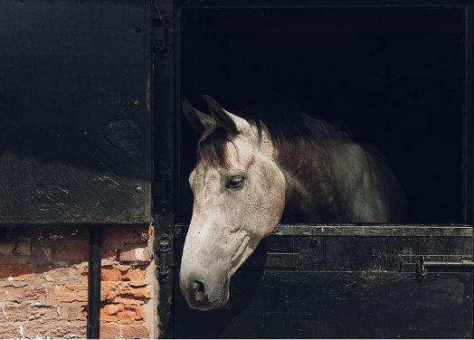 Stable interior with horse