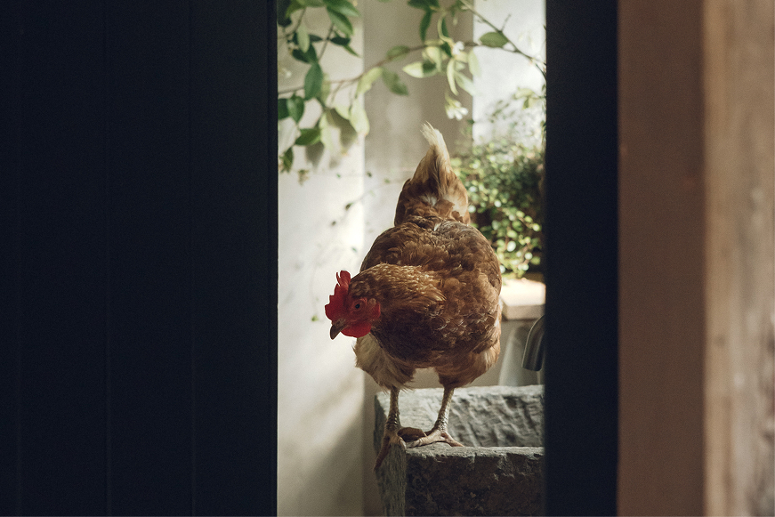 Hen perched on the stone trough beside the farmhouse doorway