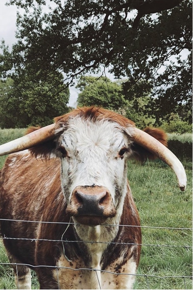 Longhorn cow at the fence line