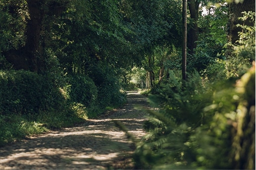 Tree-lined lane leading to the farm