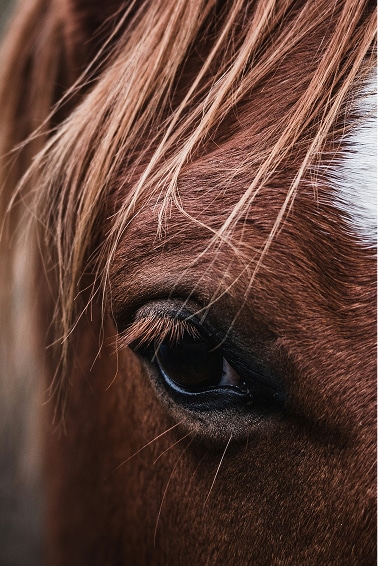 Close-up of a horse’s eye