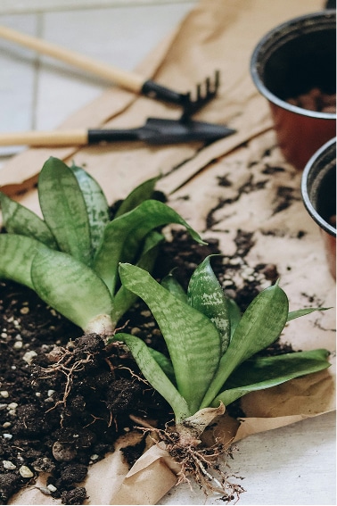 Potting bench with plants and garden tools