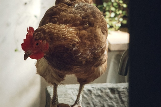 Hen wandering through the courtyard
